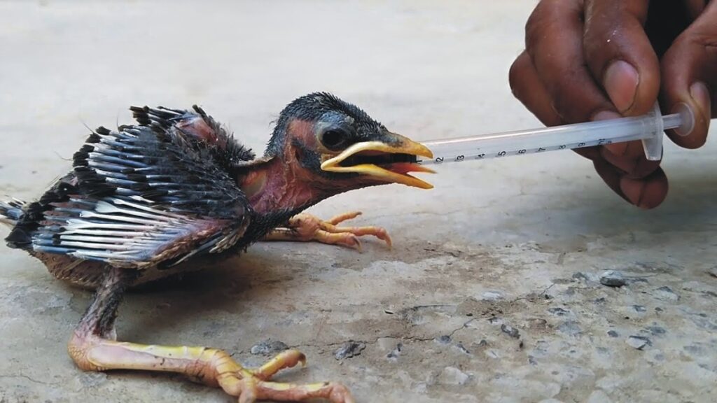 how to feed a baby bird with a syringe