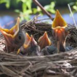 How to Feed a Baby Bird