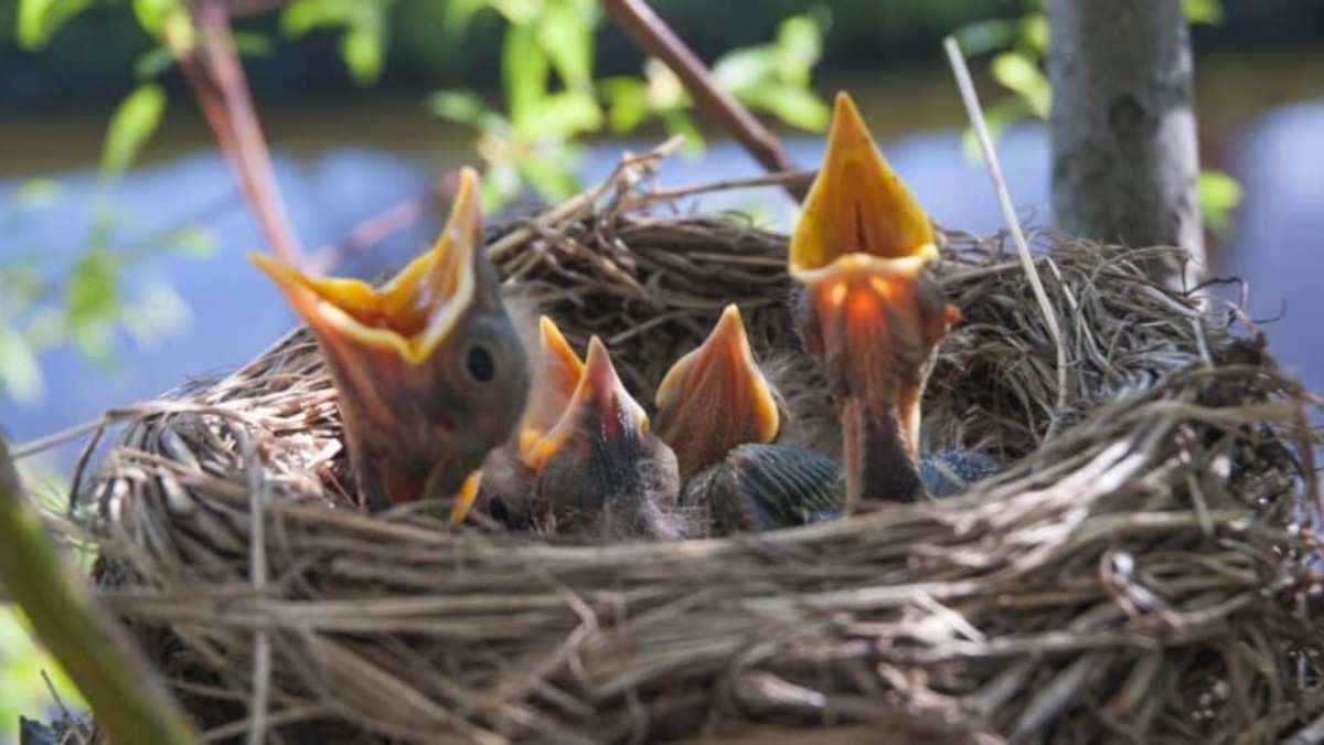 How to Feed a Baby Bird