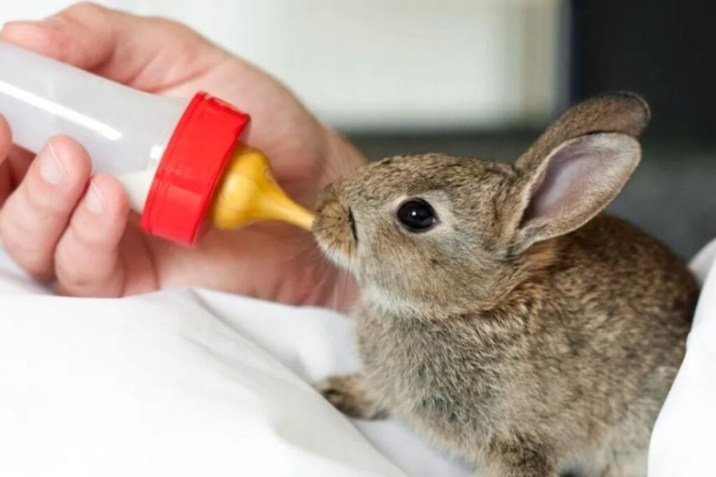 what to feed new born rabbits