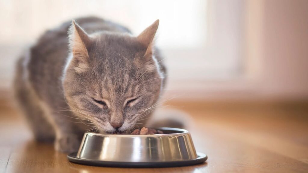 what to feed a cat with diarrhea and vomiting