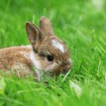 what to feed baby rabbits without a mother