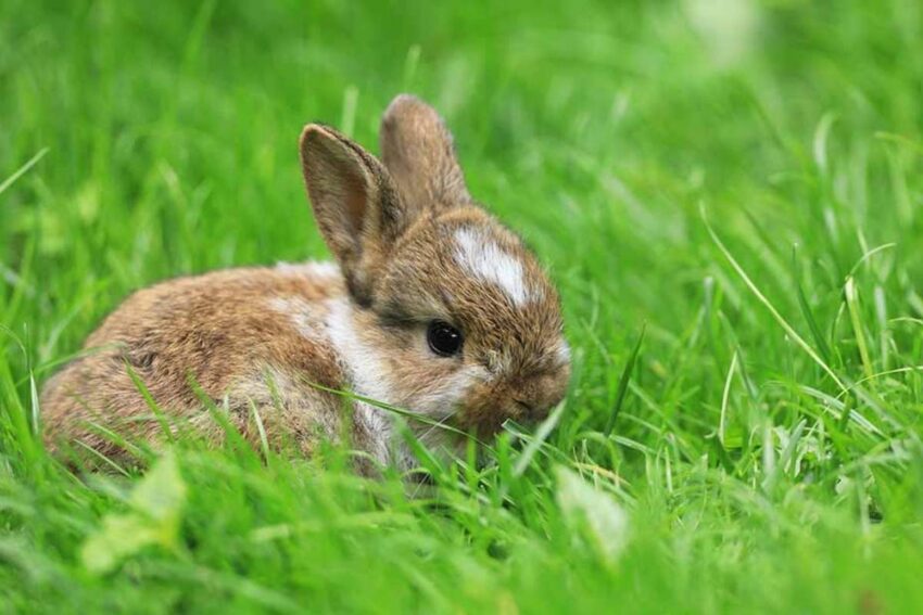 what to feed baby rabbits without a mother